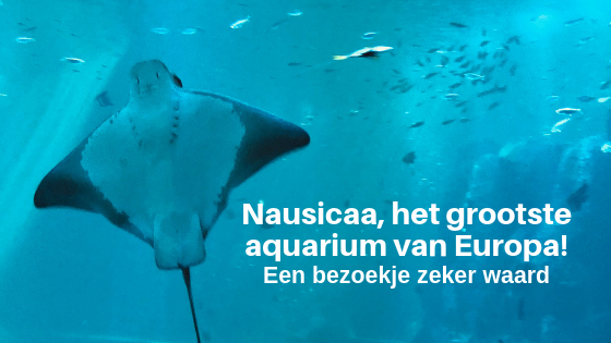 Vakantie tip| Nausicaa, het grootste aquarium van Europa