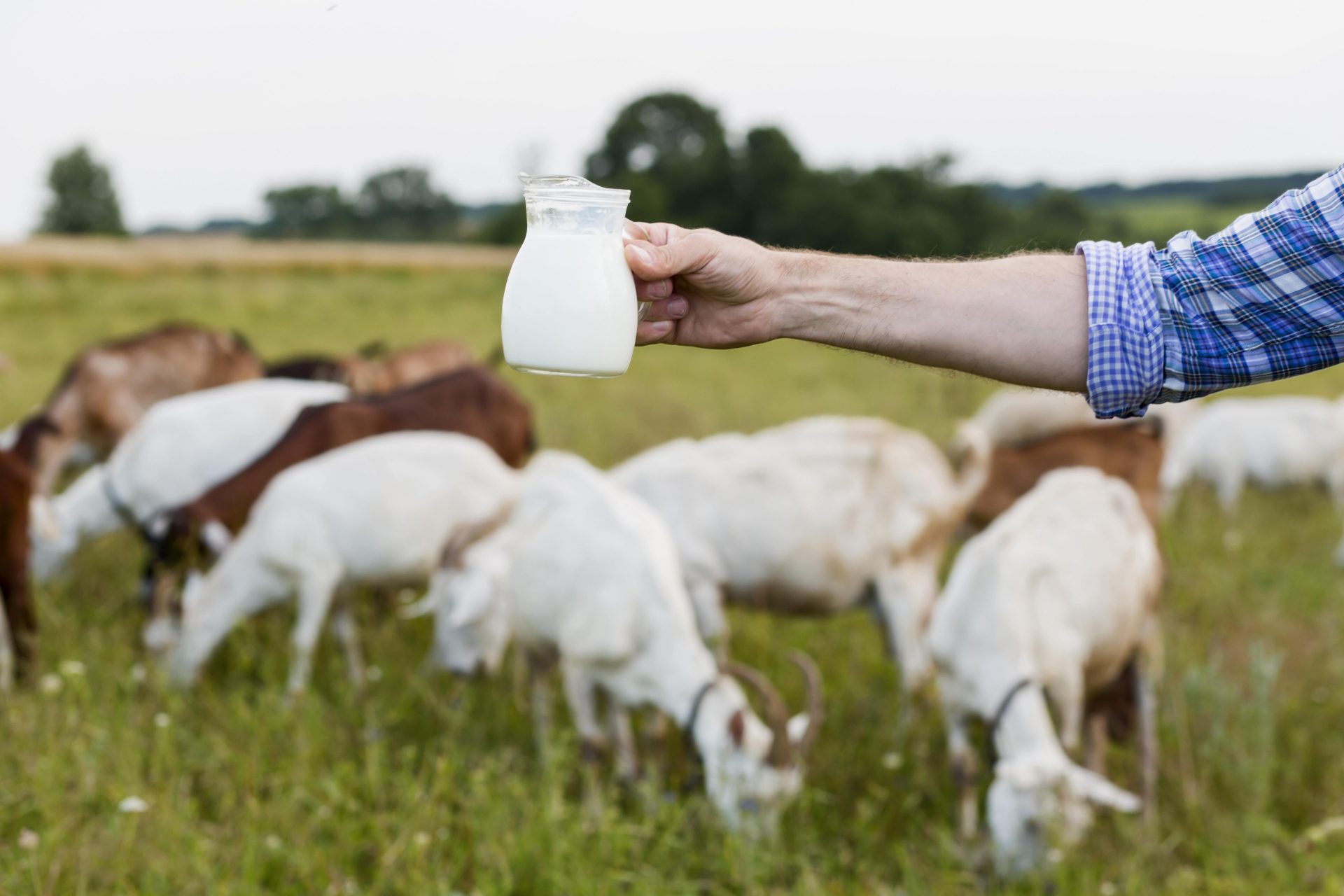 Waarom kiezen voor opvolgmelk op basis van geitenmelk?