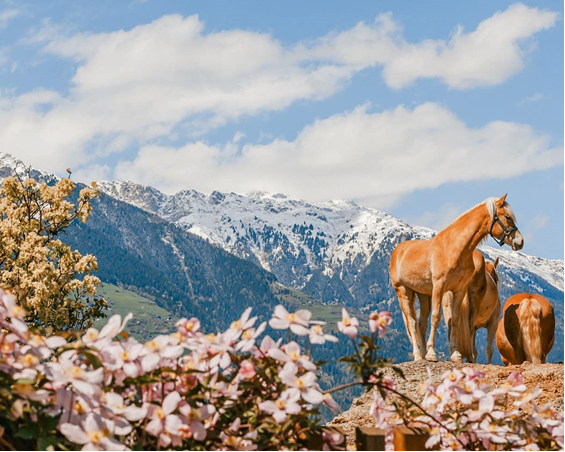 Inner-Glieshof - Zuid-Tirol - Roter Hahn