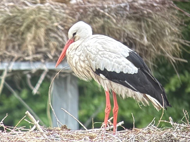 Zwin Natuur Park Ooievaar geboortefeest
