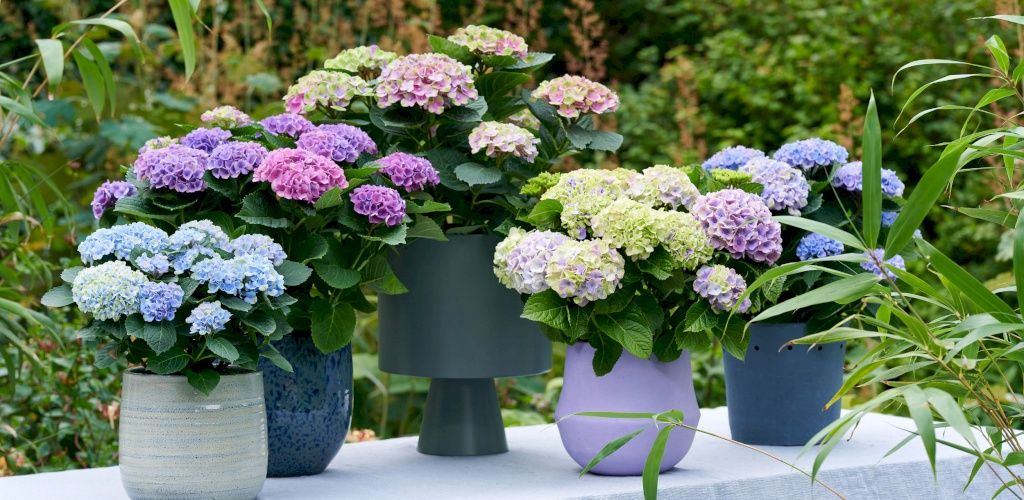 magicalhydrangea