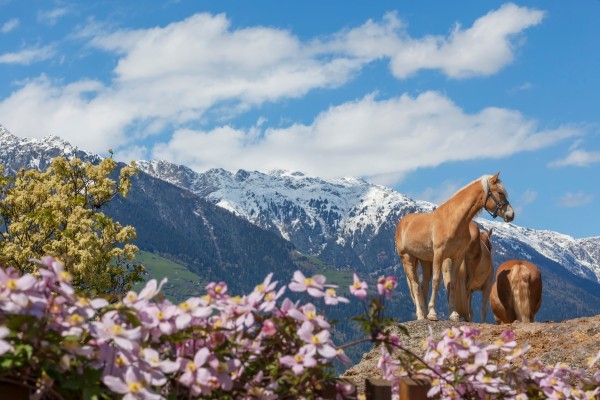 geniet van een romantische vakantie bij Roter Hahn in Zuid-Tirol - paardrijden
