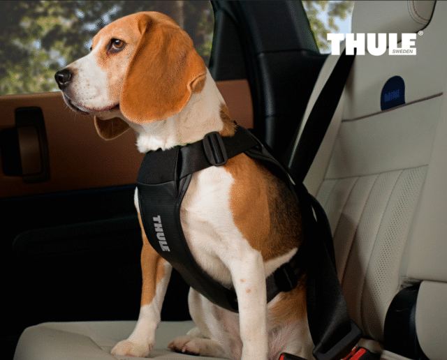 Thule Cappy hondenautogordel voor veilig autorijden met honden