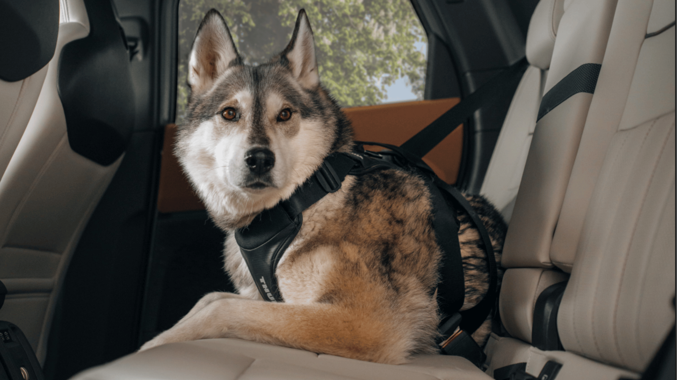 Thule Cappy hondenautogordel voor veilig autorijden met honden