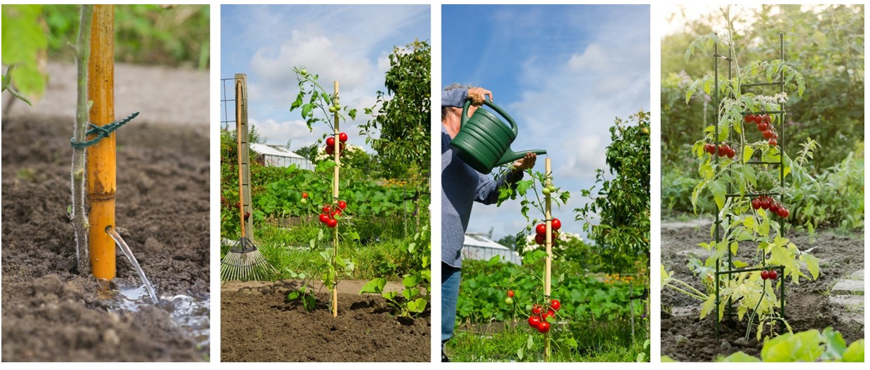 Tomatenplant met rode tomaten en steun in een zonnige tuin